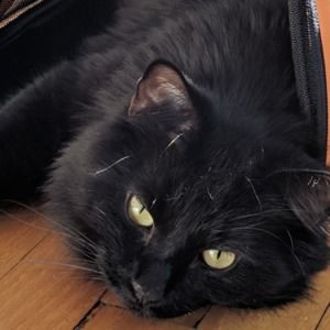 Meet your Posher, Nicole